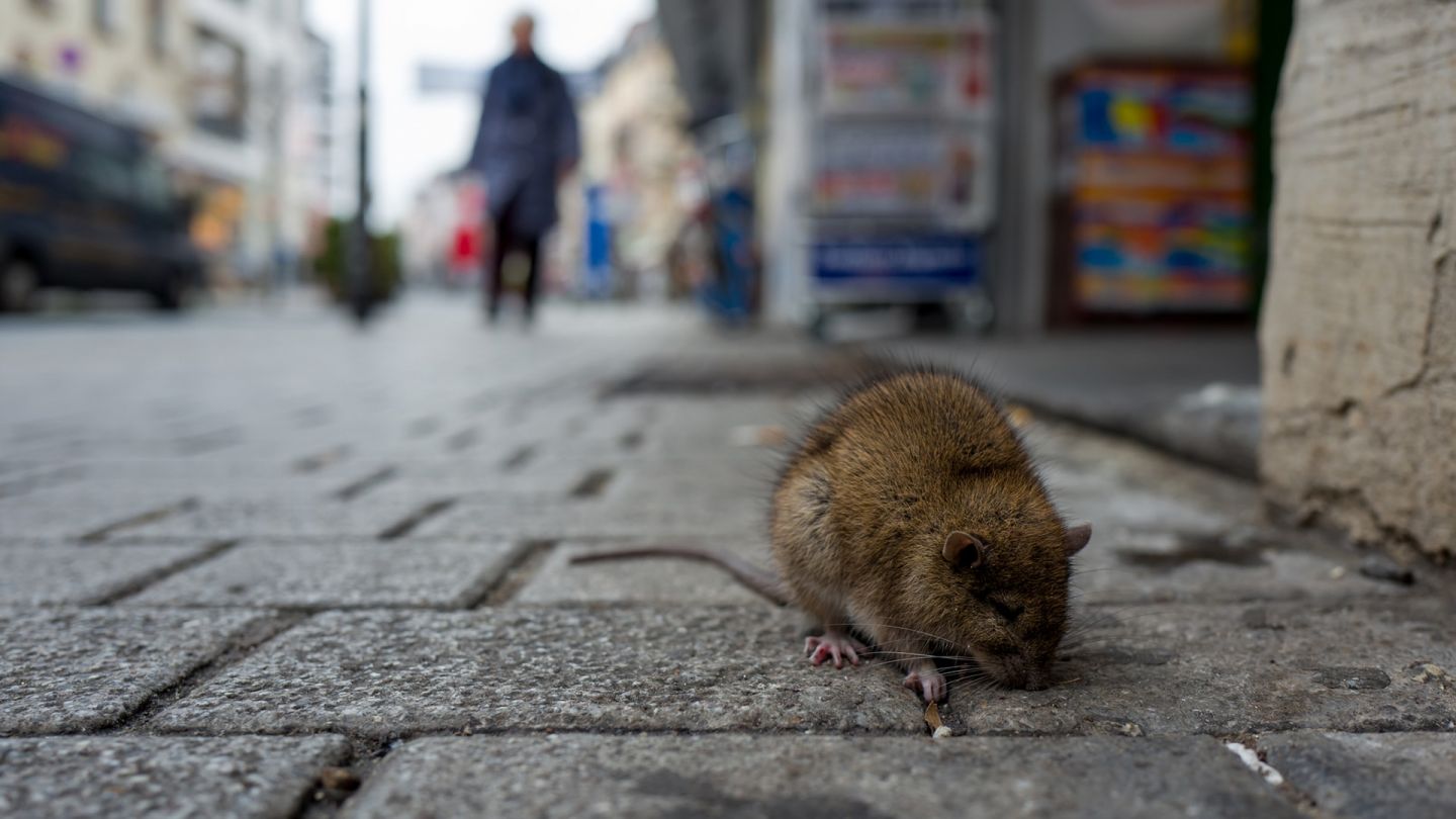 Ratte mit Beulenpest (Quelle: Getty Images/Pierre Aden) Beulenpest: Eine Ratte sucht auf einer gepflasterten Straße nach Futter.