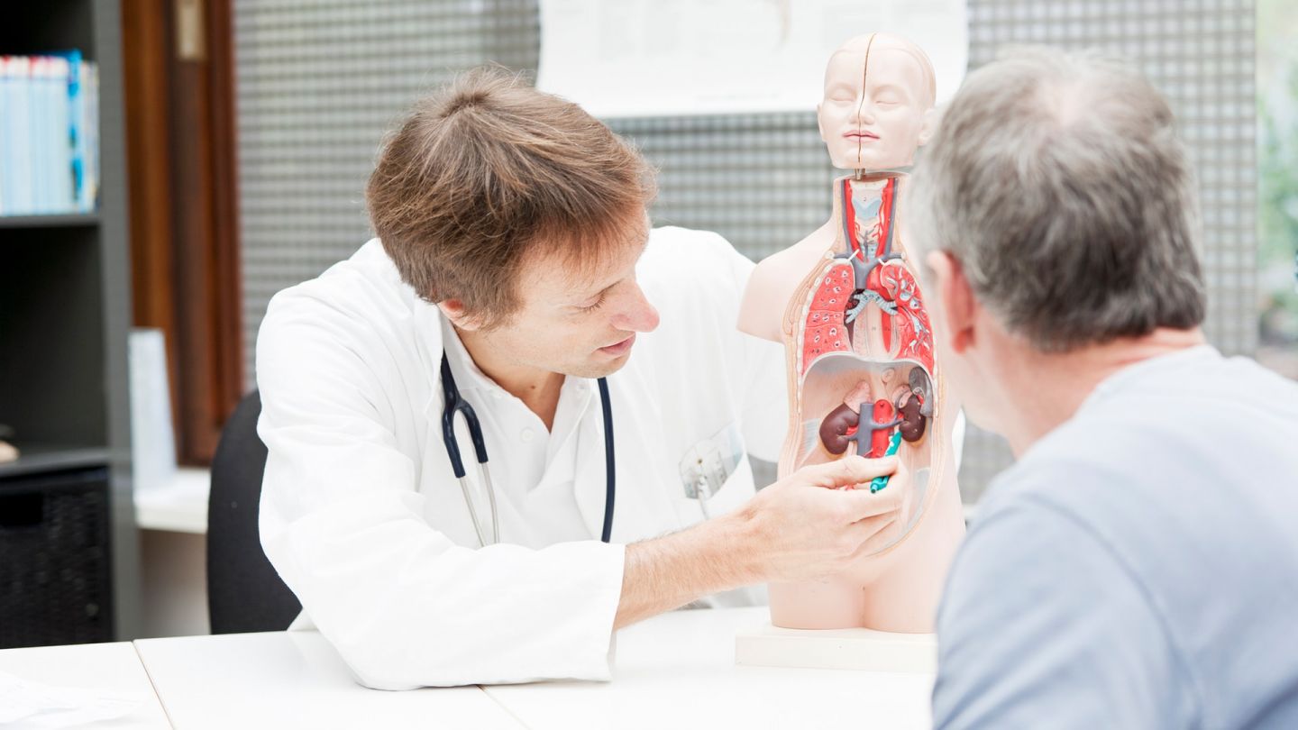 Chronische Nierenerkrankung (Quelle: Getty Images Jan-Otto) Chronische Nierenerkrankung: Ein Arzt und ein weiterer Mann sitzen an einem Tisch, auf dem ein künstliches Anatomiemodell des menschlichen Rumpfes steht. Der Arzt zeigt auf die Darstellung einer Niere.
