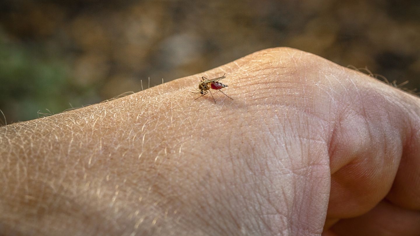 Stechmücke (Quelle: Getty Images/Dejan Kolar) Denguefieber: Auf der Hand eines Mannes sitzt eine Stechmücke.