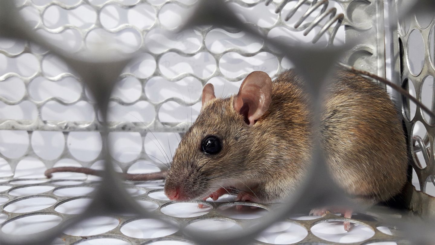Hantavirus-Erkrankung (Quelle: iStock/Anant_Kasetsinsombut) Hantavirus-Erkrankung: Eine Maus sitzt in einem Käfig aus Metall.