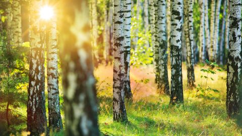 Wald (Quelle: Getty Images/konradlew) Ein Wald, durch den Pollen fliegen. Zwischen Bäumen strahlen Sonnenscheinen hindurch.