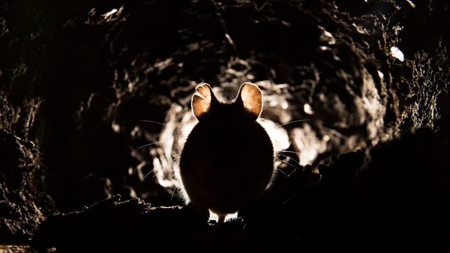 Maus mit Lungenpest (Quelle: Getty Images/DamianKuzdak) Lungenpest: Eine Maus sitzt in einer kleinen, dunklen Höhle.