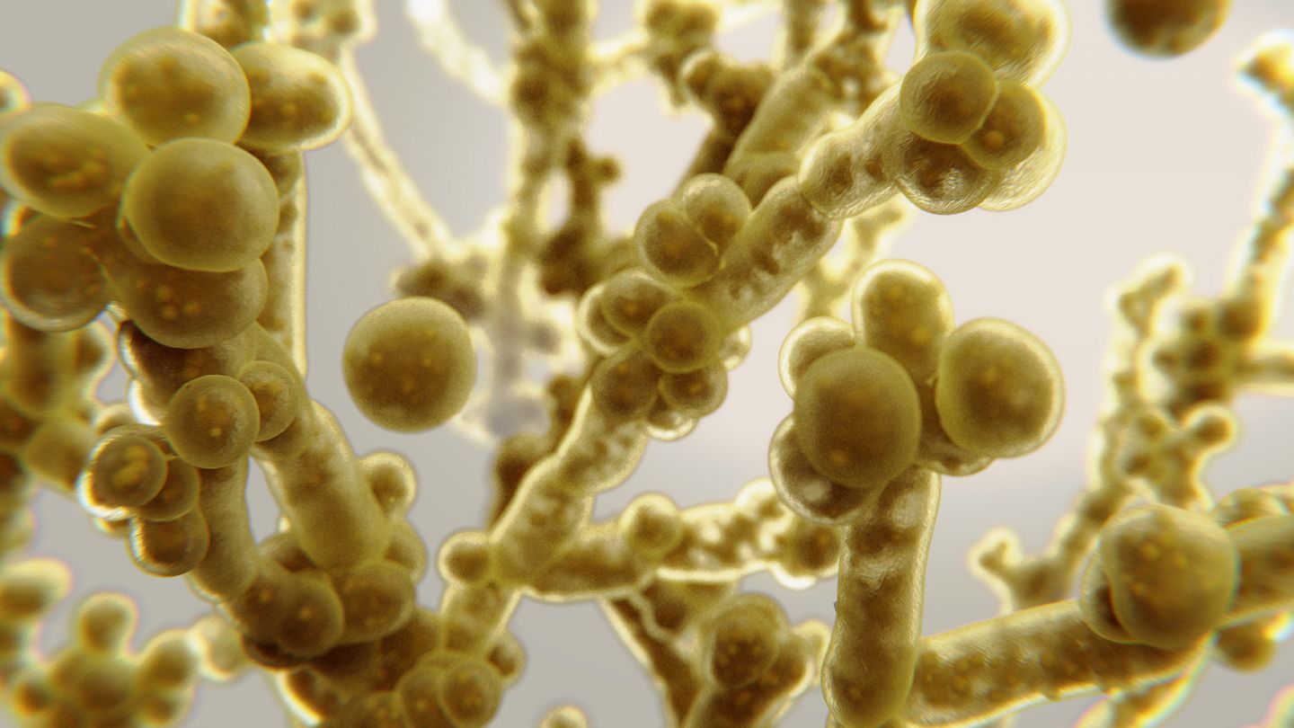 Candida-Hefepilz (Quelle: Getty Images/selvanegra) Pilz-Infektionen der Mundhöhle: Verantwortlich dafür sind Hefepilze – genauer: Candida-Hefen.
