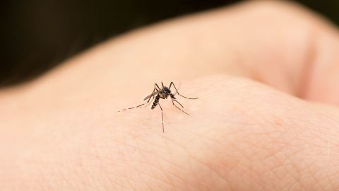 Stechmücke (Quelle: Getty Images/Jonathan Austin Daniels) Eine Stechmücke sitzt auf dem Daumenballen einer menschlichen Hand. Das Insekt hat sechs lange, dünne Beine und einen ungefähr ebenso langen Saugrüssel.