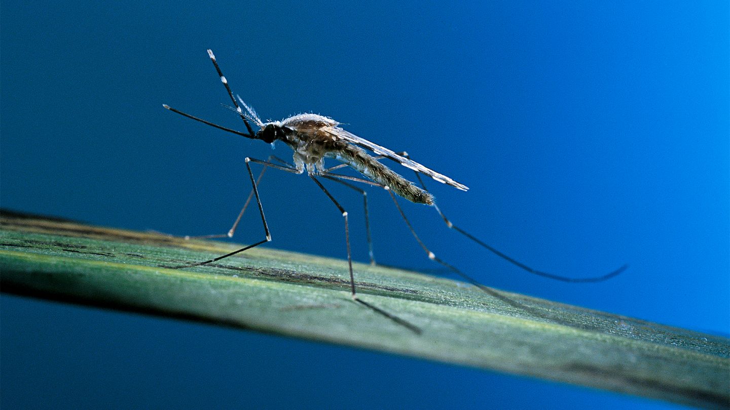 Anopheles-Mücke (Quelle: Getty Images/Paul Starosta) Malaria: Eine Malariamücke (Anopheles) sitzt auf einem Grashalm.