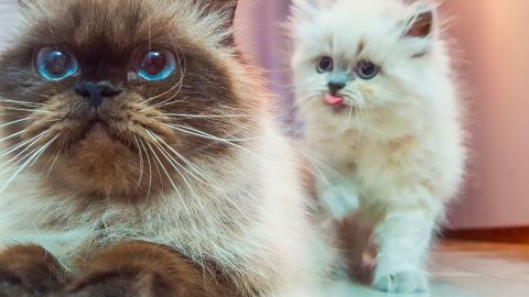 Perserkatzen (Symbolbild) (Quelle: Getty Images/RapidEye) Tierallergie: Eine Perserkatze mit braunweißem Fell liegt mit ausgetreckten Vorderpfoten auf dem Boden. Hinter ihr nähert sich eine jüngere Perserkatze in weißem Fell.